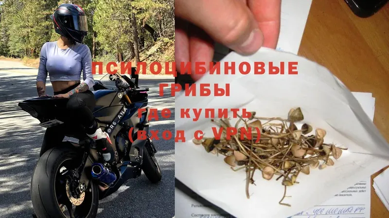 гидра как зайти  Верхняя Пышма  Псилоцибиновые грибы Psilocybe 